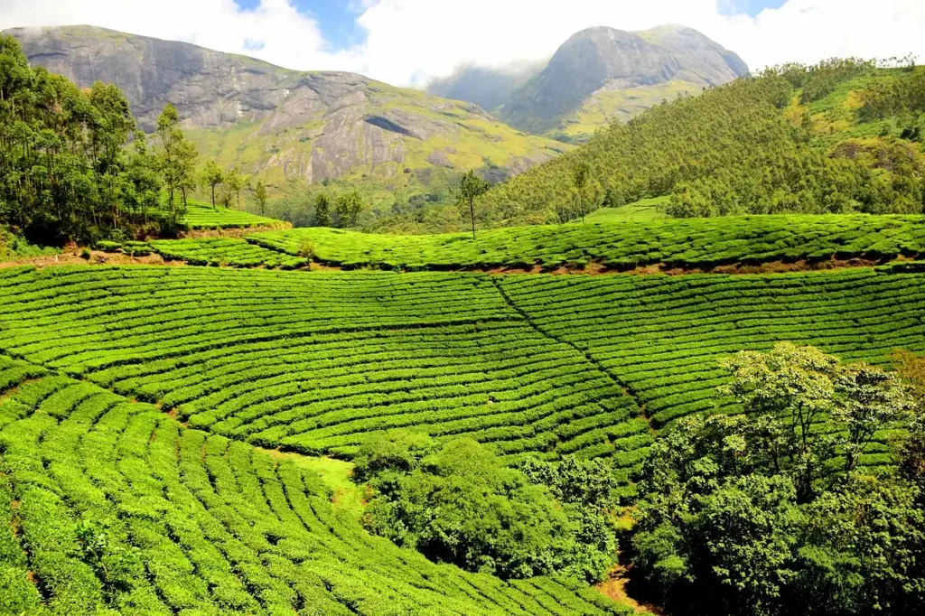 history of peermade tea plantation