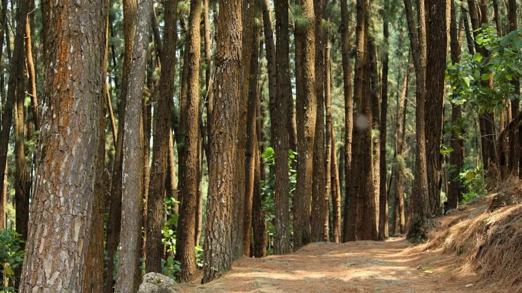 kuttikkanam tourist spots pine forest